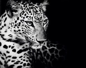 【価格改定】輸入■ミニポスター 400x500mm＊Kings of Nature-leopard