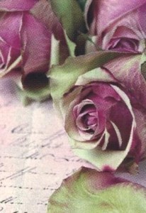 ■輸入ポストカード★Classic Roses バラ