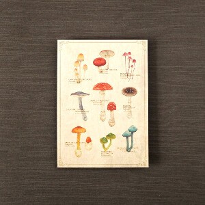 Postcard Mushrooms