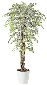 ベンジャミナ スターライトリアナ/観葉植物・人工樹木
