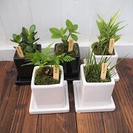【植物・SALE！】盆栽モダンミニ