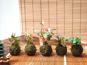 【植物・盆栽 SALE！】和風 苔玉 ミニ（玉のみ)