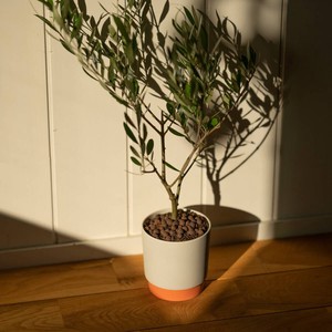 Mino ware Yamatsu Pot/Planter Set Orange Made in Japan