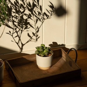 Mino ware Yamatsu Pot/Planter Set Beige Made in Japan