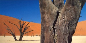 ロングポストカード カラー写真 ミホル・マーティン「枯れ木」メッセージカード