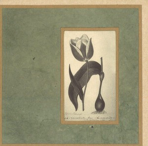グリーティングカード 多目的/アート クローズリー「チューリップ」花 窓付きメッセージカード