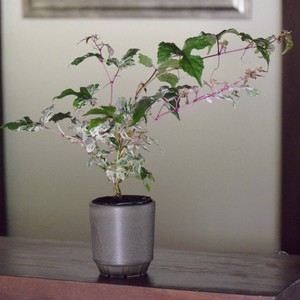 深山(miyama.) plant pot S ブラウンマット 鉢カバー[日本製/美濃焼]