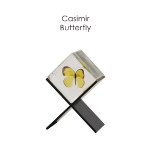 インテリアとして飾れる昆虫標本【Casimir Butterfly】カシミール バタフライ/HUNT9