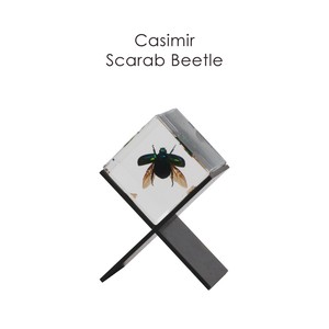 インテリアとして飾れる昆虫標本【Casimir Scarab Beetle】カシミール スカラベ/HUNT9