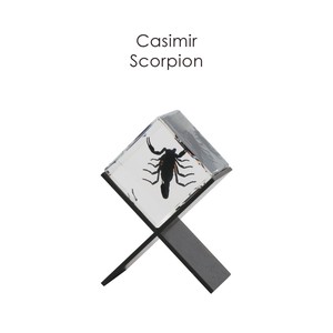 インテリアとして飾れる昆虫標本【Casimir Scorpion】カシミール スコーピオン/HUNT9