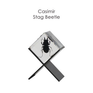 インテリアとして飾れる昆虫標本【Casimir Stag Beetle】カシミール スタッグ ビートル/HUNT9