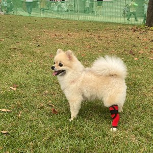 Harness/Walking Aid Long Dog