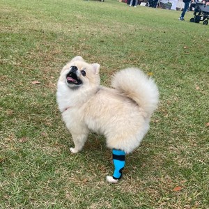 Harness/Walking Aid Long Dog