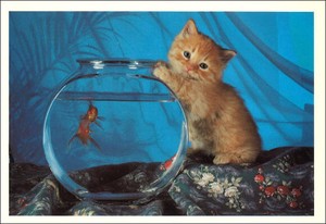 ポストカード カラー写真 「金魚鉢の猫」 郵便はがき メッセージカード
