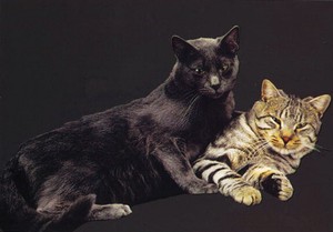 ポストカード カラー写真 「2匹の猫」 郵便はがき メッセージカード