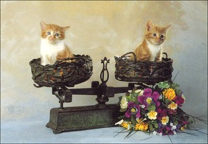 ポストカード カラー写真 「天秤で釣り合う2匹の猫」 郵便はがき メッセージカード