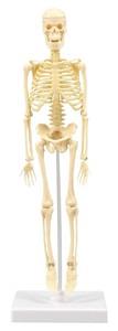 人体骨格模型　30cm