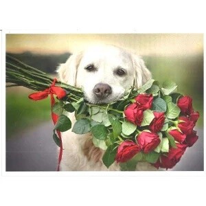 ドイツ 直輸入■ポストカード■ Dog and rose　犬　バラ　写真