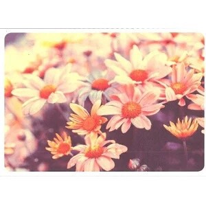 ■ポストカード■ Flower　フラワー　写真 ドイツ 直輸入
