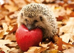 Postcard Garden Hedgehog
