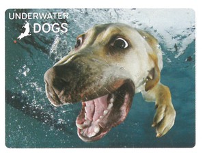 【動物】3Dポストカード　UNDERWATER DOGS　犬のベラ（水中写真）　18745