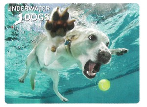 【動物】3Dポストカード　UNDERWATER DOGS　犬のデイジー（水中写真）　18748