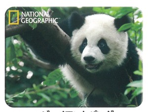 【動物】3Dマグネット　ナショナルジオグラフィック　ジャイアントパンダ　18833