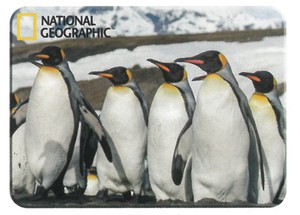 【海の生き物】3Dマグネット　ナショナルジオグラフィック　皇帝ペンギン　18835