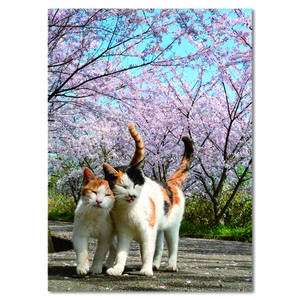 サクラポストカード ■ネコ & サクラ ■猫写真家simabossnekoさんの写真
