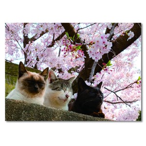サクラポストカード ■ネコ & サクラ ■猫写真家simabossnekoさんの写真