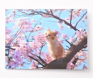 サクラ3Dポストカード ★人気商品！■レンチキュラー加工により立体的に見える ■サクラとネコ