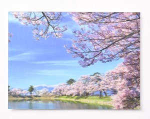 サクラ3Dポストカード ■レンチキュラー加工により立体的に見える ■サクラと風景