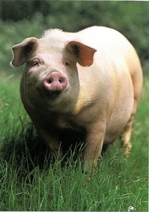 Postcard Animal Grass Pig