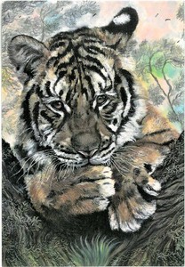 ■ポストカード■ アメリカ直輸入　WILDLIFE 　Tiger　トラ