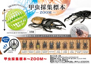甲虫採集標本〜ZOOM〜