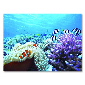 サマー3Dポストカード■レンチキュラー製法により立体的に見える■南国の海の中のサンゴと熱帯魚
