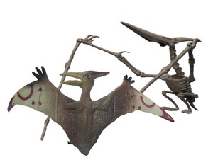【恐竜】【夏休み】【自由研究】発掘恐竜スケルトンキット　プテラノドン　606-B
