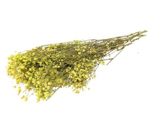 即納 かすみそうブロッサム フレッシュグリーン プリザーブドフラワー カスミソウ 霞 花材 小さい花