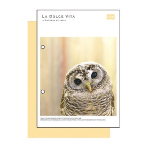 Notebook Series Owls