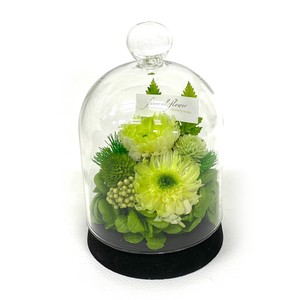 薄明 はくめい ライトグリーン 現代仏花 供花 お供え マム キク 菊 和風 ギフト プレゼント 小さい ミニ