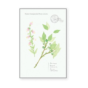日本製　バラエティーポストカード：グリーン植物