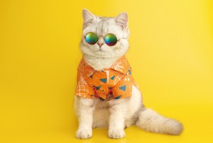 サマーポストカード　ネコ　オレンジシャツ