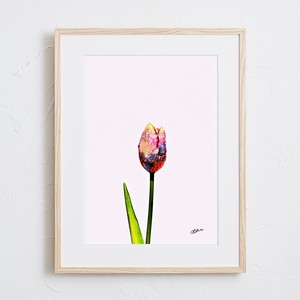 【おしゃれアートポスター】チューリップ 花 植物 イラスト A4 A3 A2
