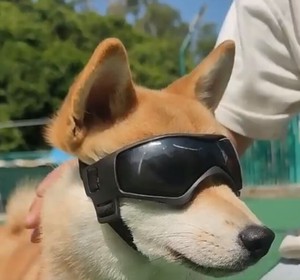 Dog/Cat Pet Item Pet items Sunglasses