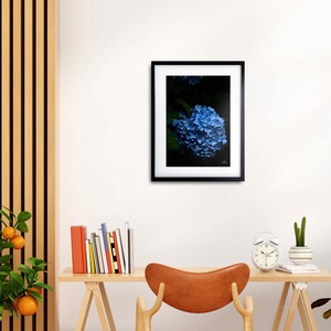 Poster Flower Japan Hydrangea flower