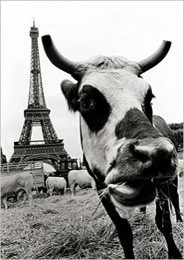 ■ポストカード■Paris,Eiffel Tower  フランス直輸入 牛