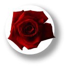 フラワー缶バッジNO. CBFL-003　Red Rose（レッドローズ）