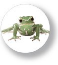 アニマル缶バッジNO.CBAN-007　Small Frog（カエル小）