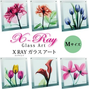 X RAY ガラス アート Mサイズ