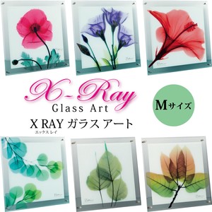 X RAY ガラス アート Mサイズ